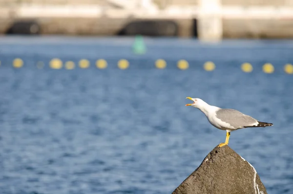 Yellow-legged gull Larus michaellis atlantis. — Photo