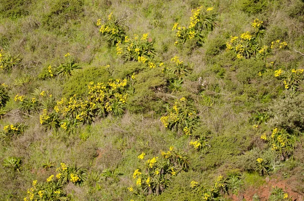 Deve dikeni dikmek çiçek açar..