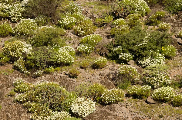 Çiçek açmış Paris papatyalarıyla manzara.