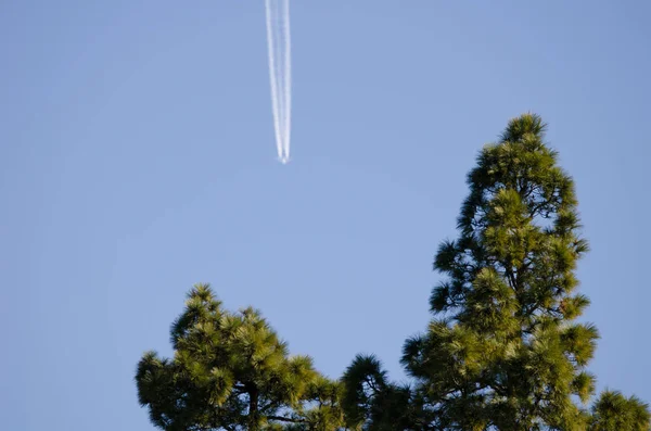Canary Island pines and airplane in the background. — Stok fotoğraf