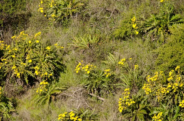 Deve dikeni dikmek çiçek açar..