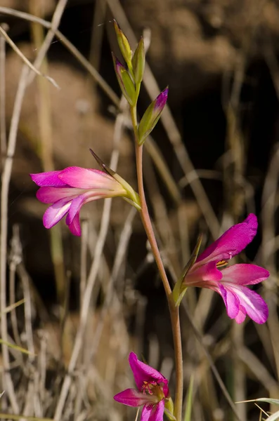 İtalyan gladyatör çiçekleri.
