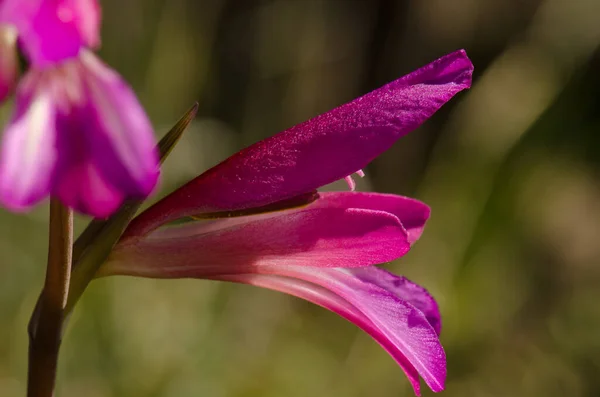Blomma av italienska gladiolus. — Stockfoto