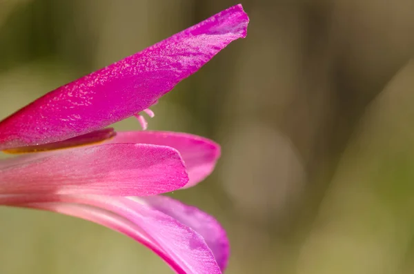 Blume des italienischen Gladiolen. — Stockfoto