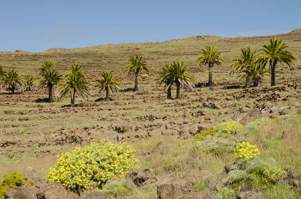 Canary Island date palms and Euphorbia berthelotii in bloom in the foreground. — Foto de Stock