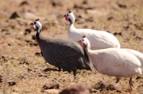 Miğferli beçtavuğu çalıştıran.