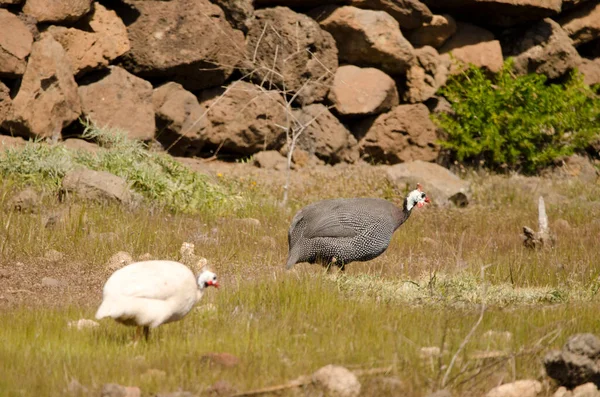 Miğferli guinafowl Numida meleagris.