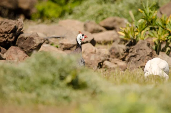 Miğferli guinafowl Numida meleagris.