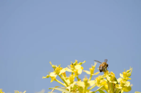 Western honey bee on flowers of Euphorbia berthelotii. — Stock Photo, Image