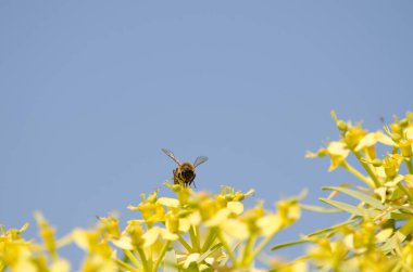 Batı bal arısı Euphorbia berthelotii 'nin çiçekleri üzerine.