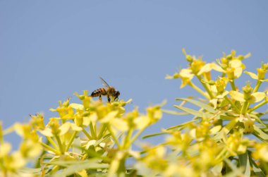 Batı bal arısı Euphorbia berthelotii 'nin çiçekleri üzerine.