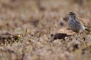Berthelots pipit başını sallıyor.