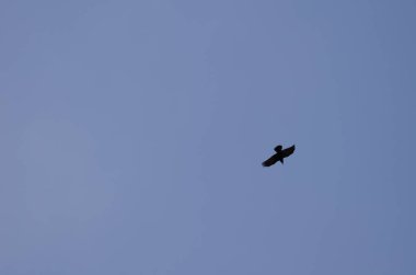 Kanarya Adaları Kuzgunları.