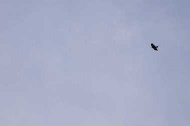 Kanarya Adaları Kuzgunları.