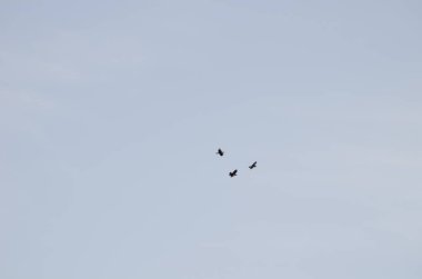 Kanarya Adaları Kuzgunları uçuyor.