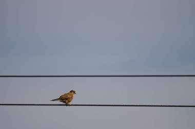 Yaygın kerkenez yüksek voltajlı bir kabloya tünemiş..