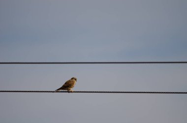 Yaygın kerkenez yüksek voltajlı bir kabloya tünemiş..