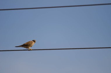 Yaygın kerkenez yüksek voltajlı bir kabloya tünemiş..