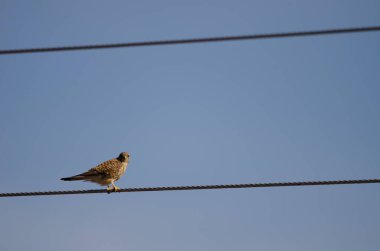 Yaygın kerkenez yüksek voltajlı bir kabloya tünemiş..