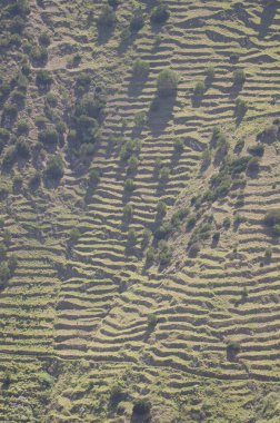 Terk edilmiş tarım terasları ve Juniperus türbinata kanaryaları olan bir yamaç..