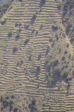 Terk edilmiş tarım terasları ve Juniperus türbinata kanaryaları olan bir yamaç..