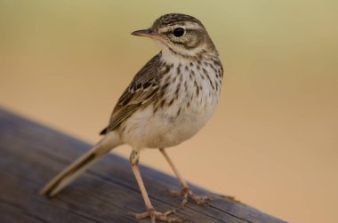 Berthelots çukur Anthus berthelotii.