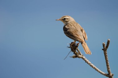 Berthelots çukur Anthus berthelotii.