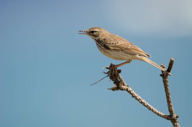 Berthelots Pipit arıyor..