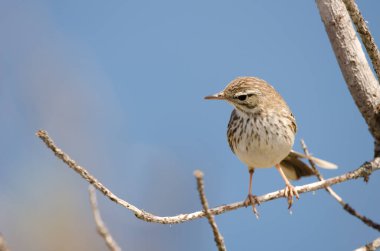 Berthelots çukur Anthus berthelotii.