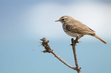 Berthelots çukur Anthus berthelotii.