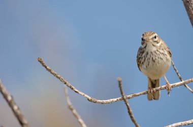 Berthelots çukur Anthus berthelotii.