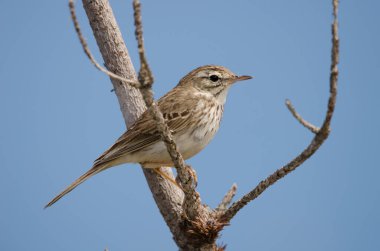 Berthelots çukur Anthus berthelotii.