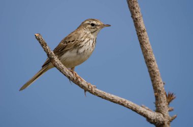 Berthelots çukur Anthus berthelotii.