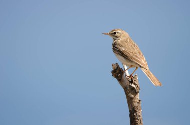 Berthelots çukur Anthus berthelotii.