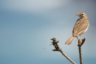 Berthelots çukur Anthus berthelotii.