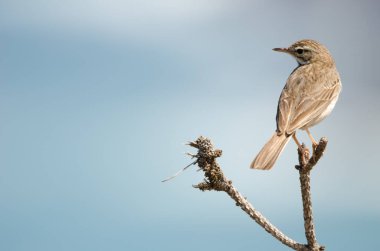 Berthelots çukur Anthus berthelotii.