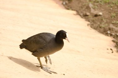 Avrasya Coot Fulica atra.