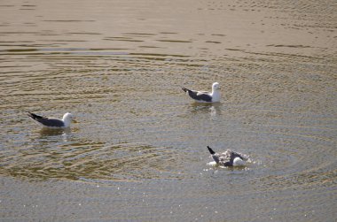 Sarı bacaklı martılar Larus Michael Atlantis..