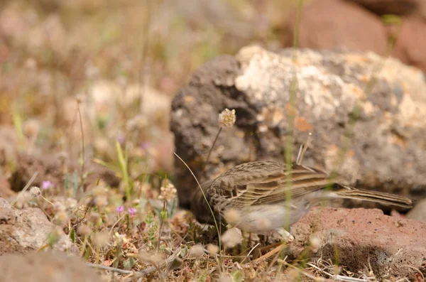 Berthelots pipit à procura de comida. — Fotografia de Stock