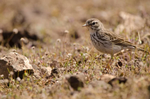 Berthelots pipit Anthus berthelotii. — Zdjęcie stockowe