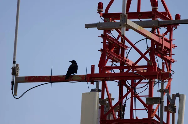 Canary Islands ravens perched on a transmission tower. — Fotografia de Stock