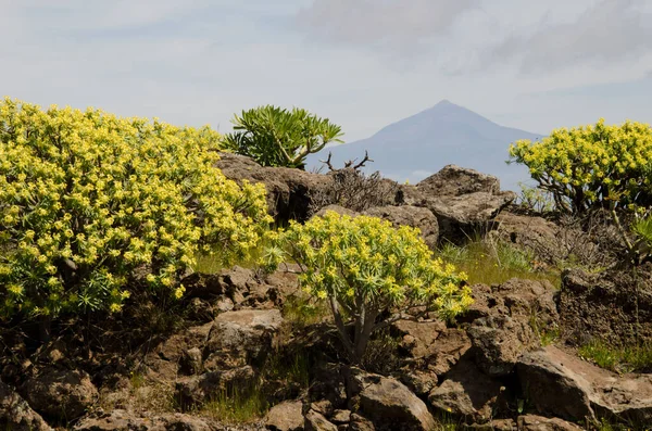 Arbustos de Euphorbia berthelotii em flor e Teide cimeira. — Fotografia de Stock