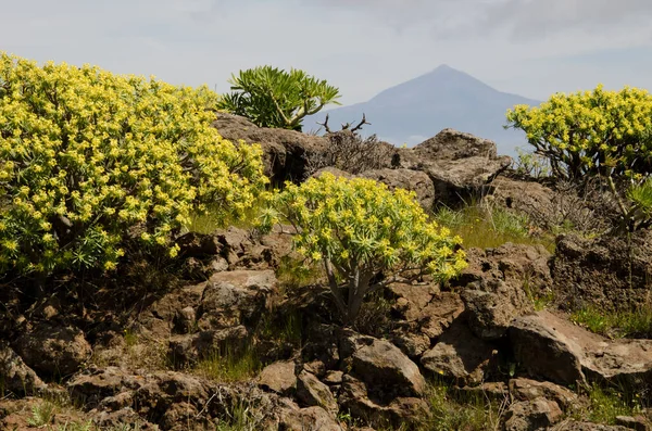 Arbustos de Euphorbia berthelotii em flor e Teide cimeira. — Fotografia de Stock