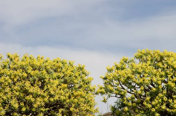 Shrubs of Euphorbia berthelotii in flower. — ストック写真