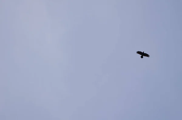 Летучий ворон Канарских островов. — стоковое фото