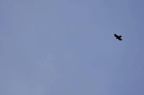 Corbeau des îles Canaries en vol. — Photo