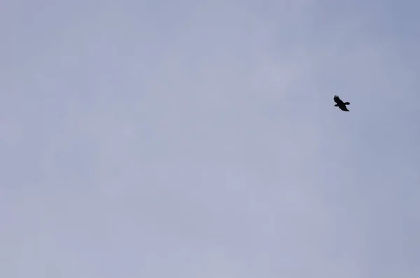 Corvo das Ilhas Canárias em voo. — Fotografia de Stock