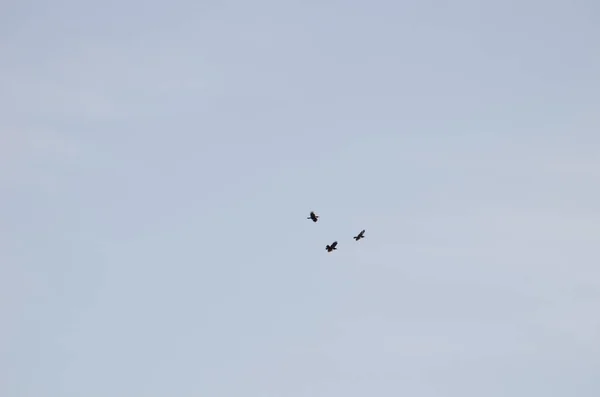 Canary Islands ravens in flight. — Stock Photo, Image