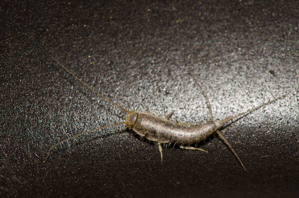 Silverfish Lepisma saccharinum.