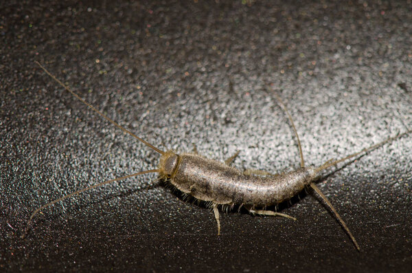 Silverfish Lepisma saccharinum.